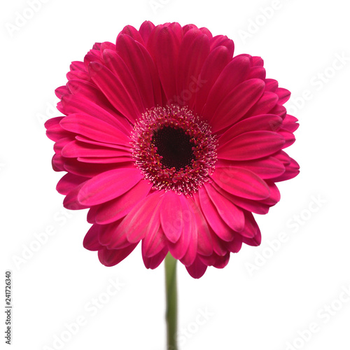 Purple gerbera flower isolated on white background. Flat lay  top view