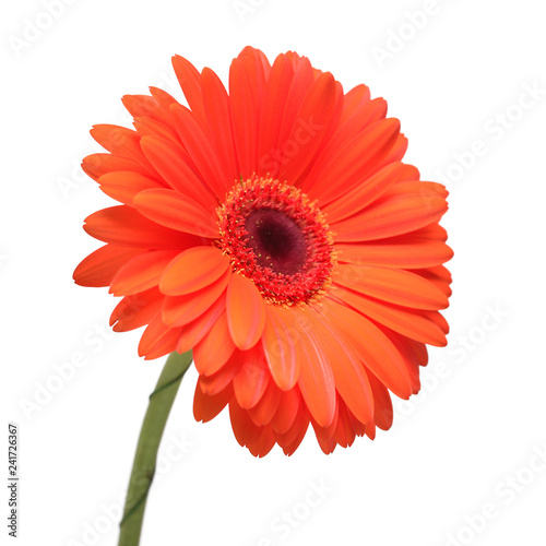 Orange gerbera flower isolated on white background. Flat lay  top view