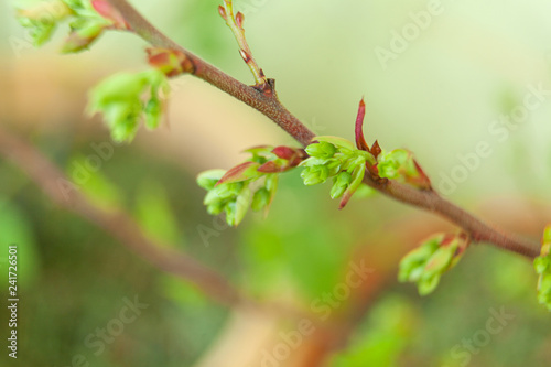 blooming blueberry in spring on neutral background © solstizia