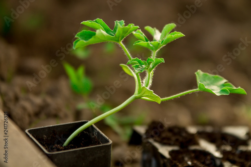 Watermelon seedlings, young sprouts in pots as new life concept