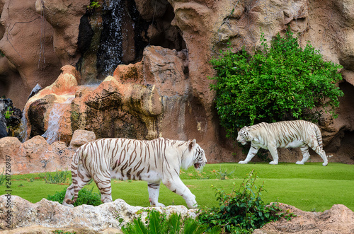 Two white tigers  in outdoor Zoo.