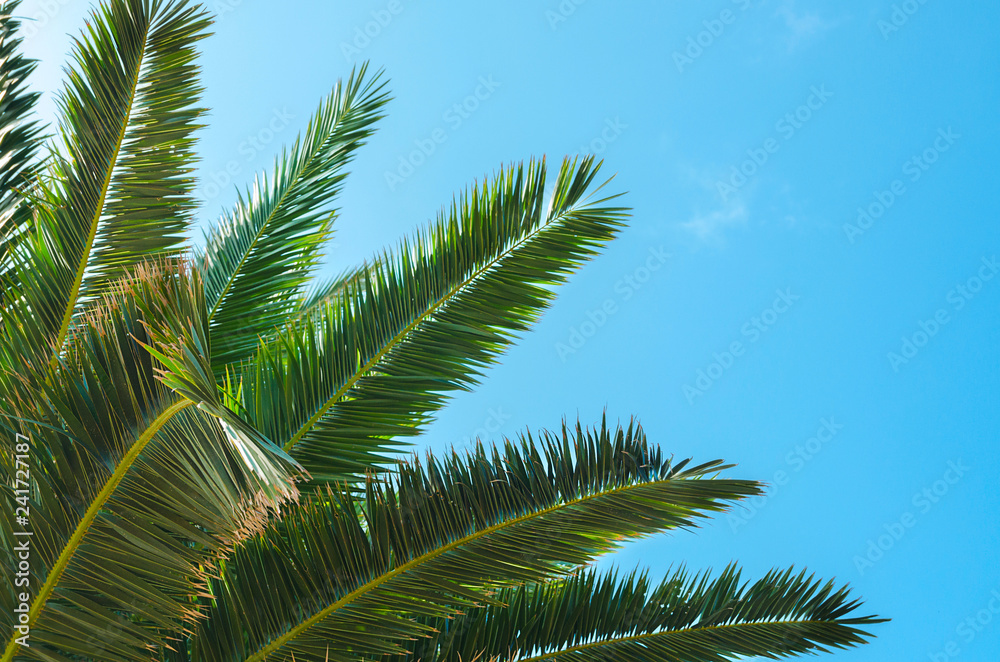Palm tree brunch against the blue sky. Palm brunch at  tropical coast. Vibrant image for summer background with copy space.