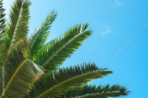 Palm tree brunch against the blue sky. Palm brunch at tropical coast. Vibrant image for summer background with copy space.