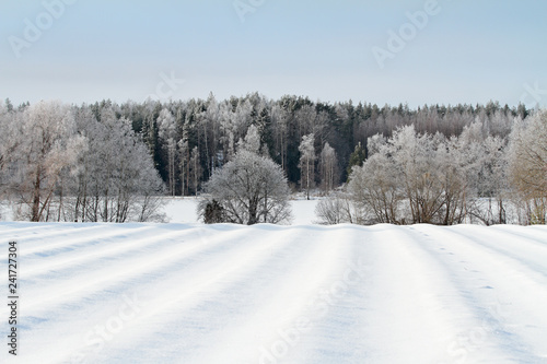 Winter landscape with trees and field in winter