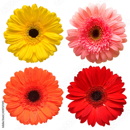 Collection beautiful delicate flowers gerberas isolated on white background. Fashionable creative floral composition. Summer  spring. Flat lay  top view