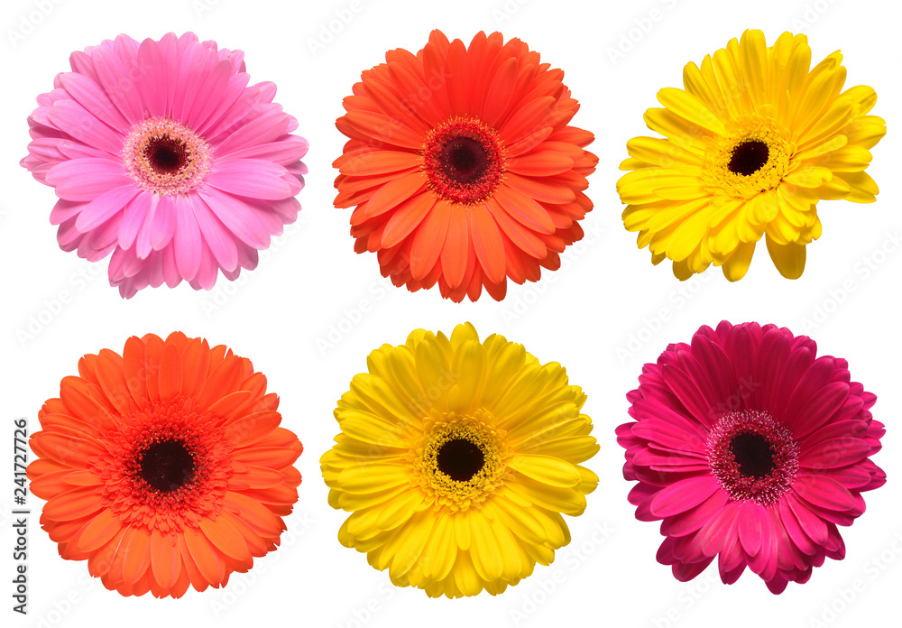 Collection beautiful delicate flowers gerberas isolated on white background. Fashionable creative floral composition. Summer, spring. Flat lay, top view - obrazy, fototapety, plakaty 