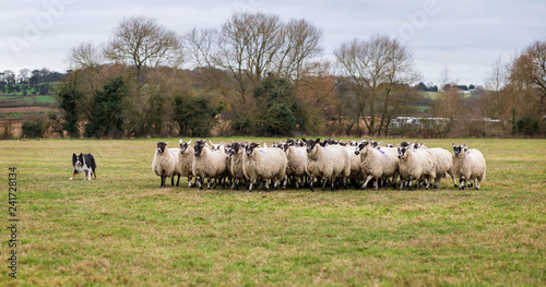 Tri colored border collie sheepdog working the sheep photo