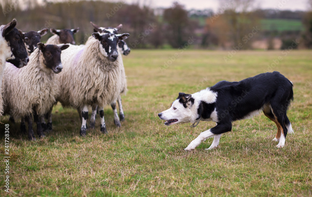 Border collie sheepdog stalking a flock of ewes Border collie sheepdog stalking a flock of ewes