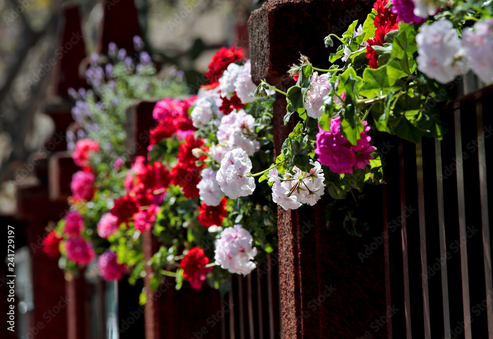 Geraniums with different colours blooming over a fence