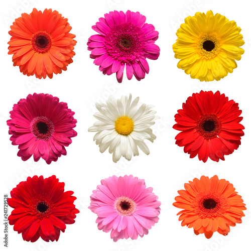 Collection head flowers chamomile, gerbera and calendula isolated on white background. Fashionable creative floral composition. Summer, spring. Flat lay, top view