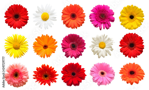 Collection head flowers chamomile, gerbera and calendula  isolated on white background. Fashionable creative floral composition. Summer, spring. Flat lay, top view