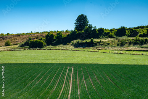 Green Wine Fields
