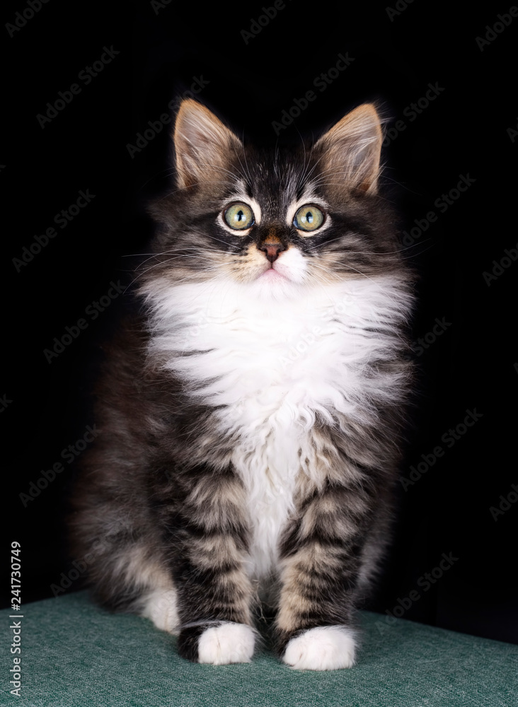 Pet animal; cute cat indoor. Cute kitten cat. Pet animal; cute cat indoor. Cute kitten cat.