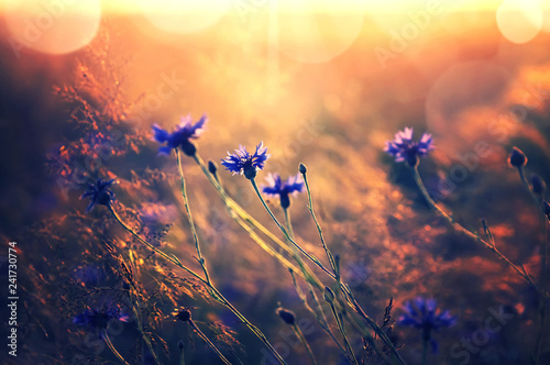 Summer landscape with wildflowers cornflowers in the rays of the sun. Landscape with wildflowers in retro style