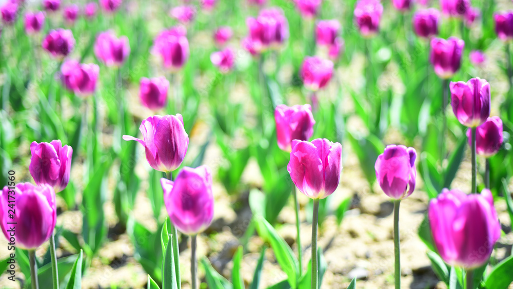 holland tulips field. Tulip field. spring flower field. summer time. farming and gardening. 8 march or womens day. flower shop concept. mothers day holiday present. nature and ecology. beauty