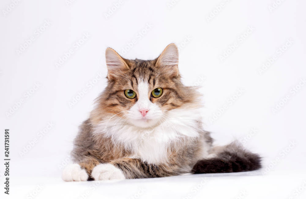 Pet animal; cute cat indoor. Cute kitten cat. Pet animal; cute cat indoor. Cute kitten cat.