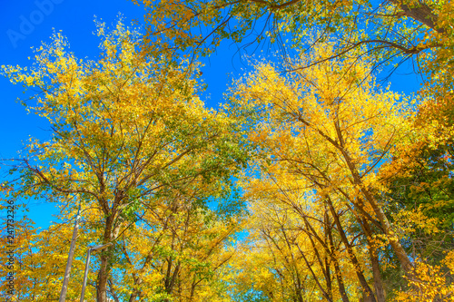golden autumn background with yellow trees