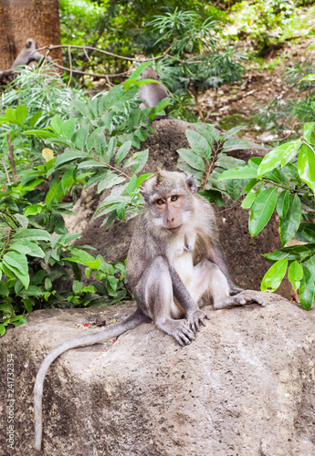 Macaque sitting in green jungle