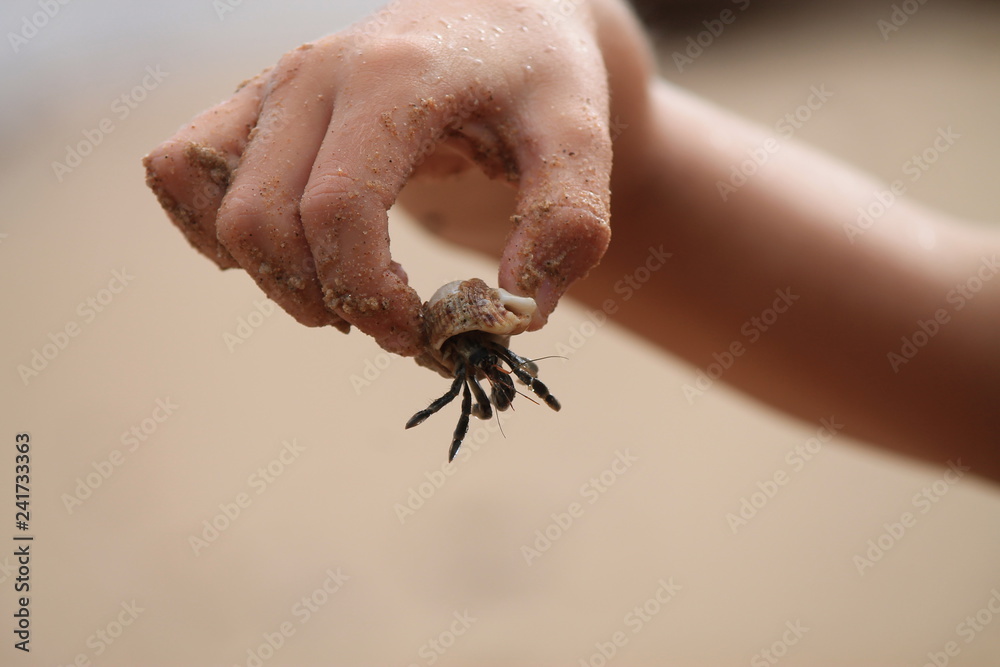 Obraz premium Kleiner Krebs in Kinderhand