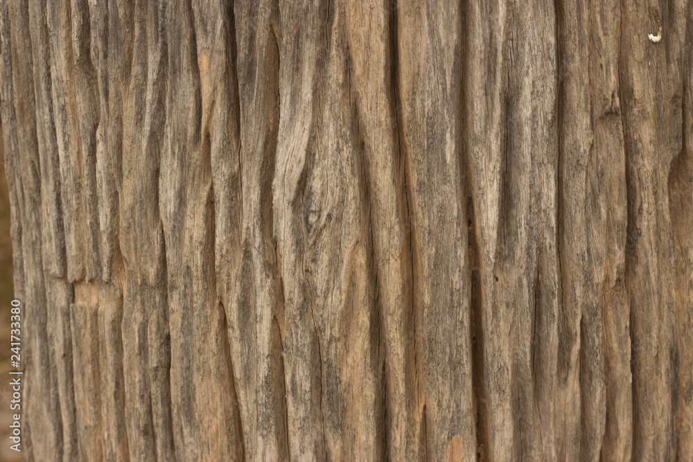 Fototapeta premium Wood texture background