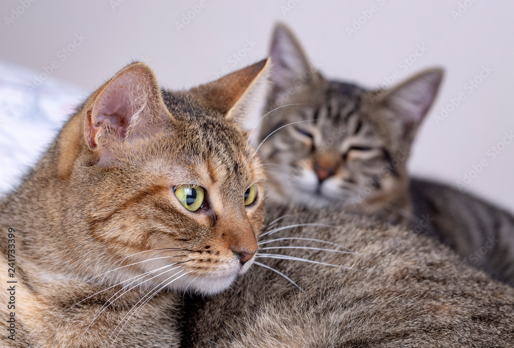 Pet animal; cute cat indoor. Cute kitten cat. Pet animal; cute cat indoor. Cute kitten cat.