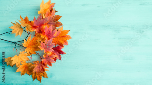Maple leaves for your design on blue toned wooden background. Copy space.