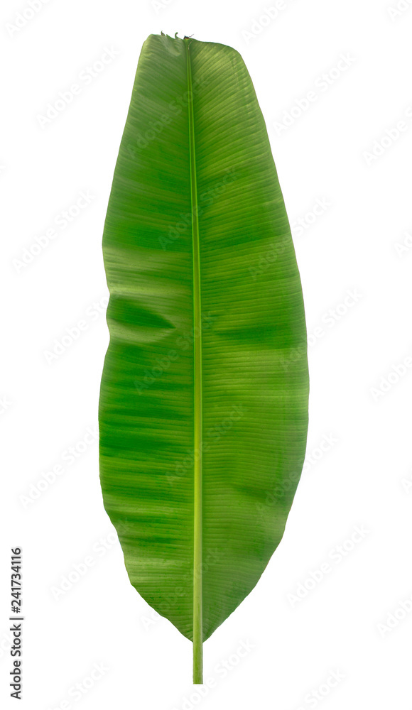 Banana leaves isolated with clipping paths on a white background for graphic design.Tropical plants that are easily grown and ripe fruit are popular throughout the world.