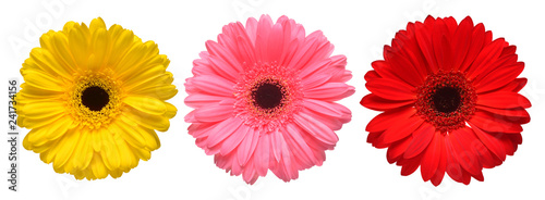 Collection beautiful delicate flowers gerberas isolated on white background. Fashionable creative floral composition. Summer, spring. Flat lay, top view © Flower Studio