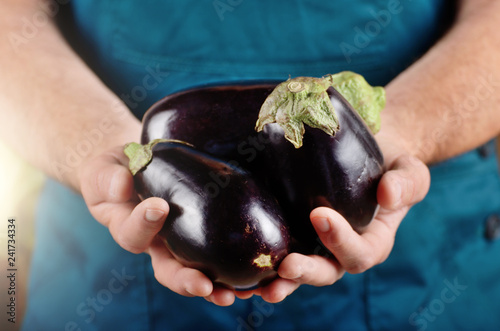Farmer hold fresh organic eggplants in his hands. Vegetable harvest concept