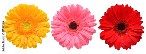 Collection beautiful delicate flowers gerberas isolated on white background. Fashionable creative floral composition. Summer, spring. Flat lay, top view © Flower Studio