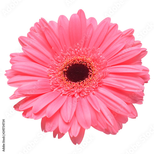 Pink gerbera head flower isolated on white background. Flat lay, top view © Flower Studio