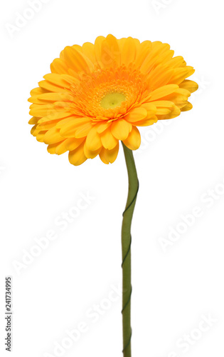 Yellow gerbera head flower isolated on white background. Calendula officinalis  marigold. Flat lay  top view