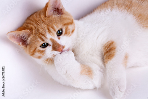 Pet animal; cute cat indoor. Cute kitten cat.