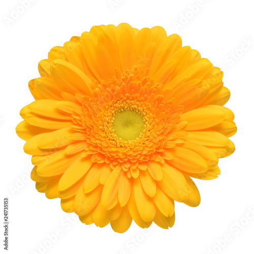 Yellow gerbera head flower isolated on white background. Calendula officinalis  marigold. Flat lay  top view