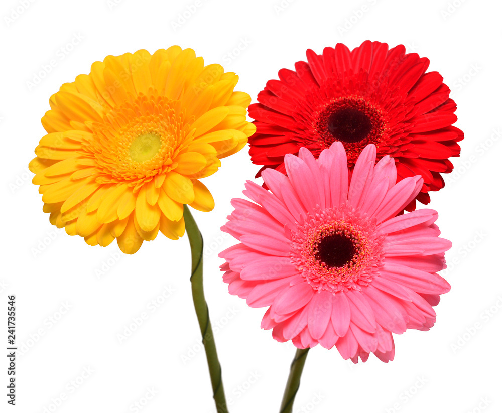Bouquet of beautiful delicate flowers gerberas isolated on white background. Fashionable creative floral composition. Summer, spring. Flat lay, top view Bouquet of beautiful delicate flowers gerberas isolated on white background. Fashionable creative floral composition. Summer, spring. Flat lay, top view