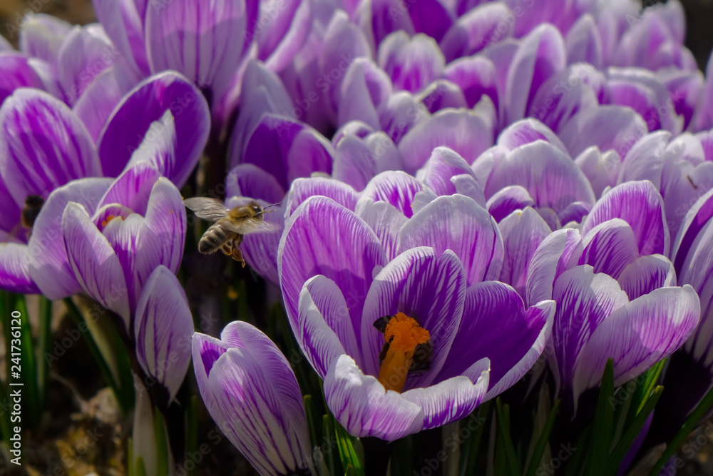 lila Krokus mit Biene lila Krokus mit Biene
