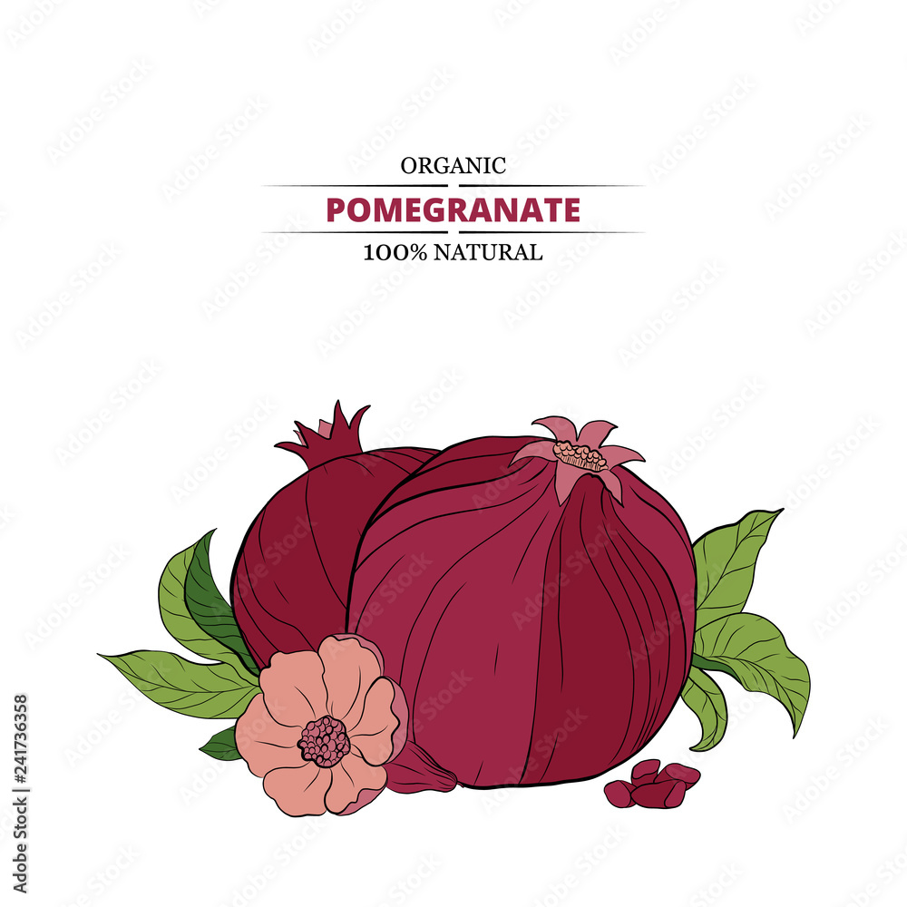Pomegranate fruit design template. Botanical fruit. Hand drawn fruit style.  illustration