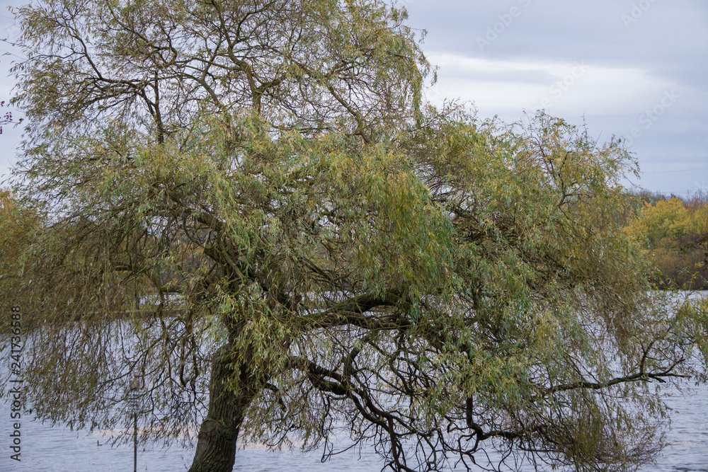 Baum am Ufer