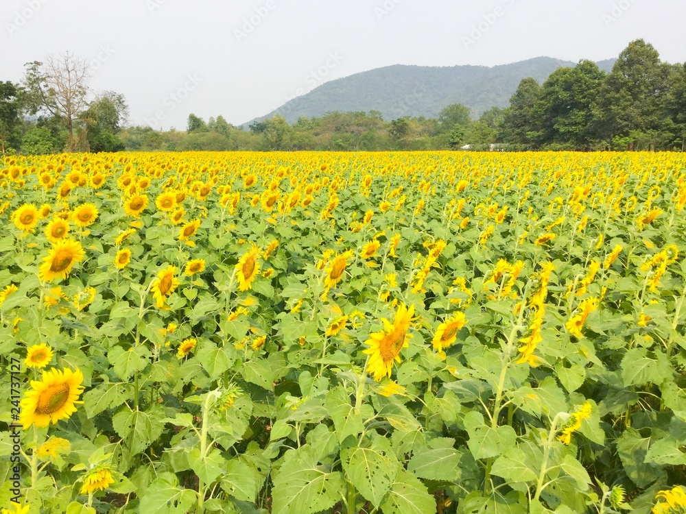yellow land sunflower field beautiful fresh time yellow land sunflower field beautiful fresh time