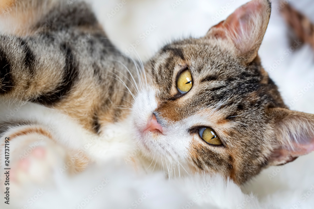 Pet animal; cute cat indoor. Cute kitten cat. Pet animal; cute cat indoor. Cute kitten cat.