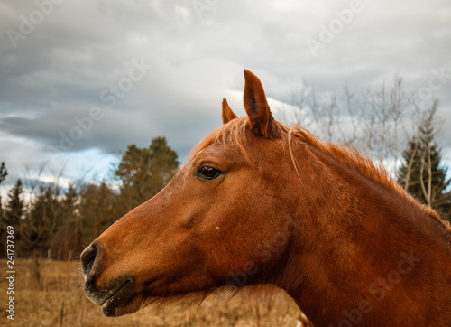 Thoroughbred horse portrait