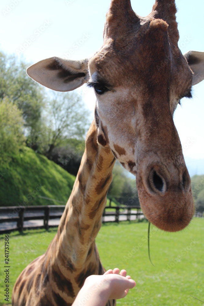 Obraz premium giraffe of the cabarceno park