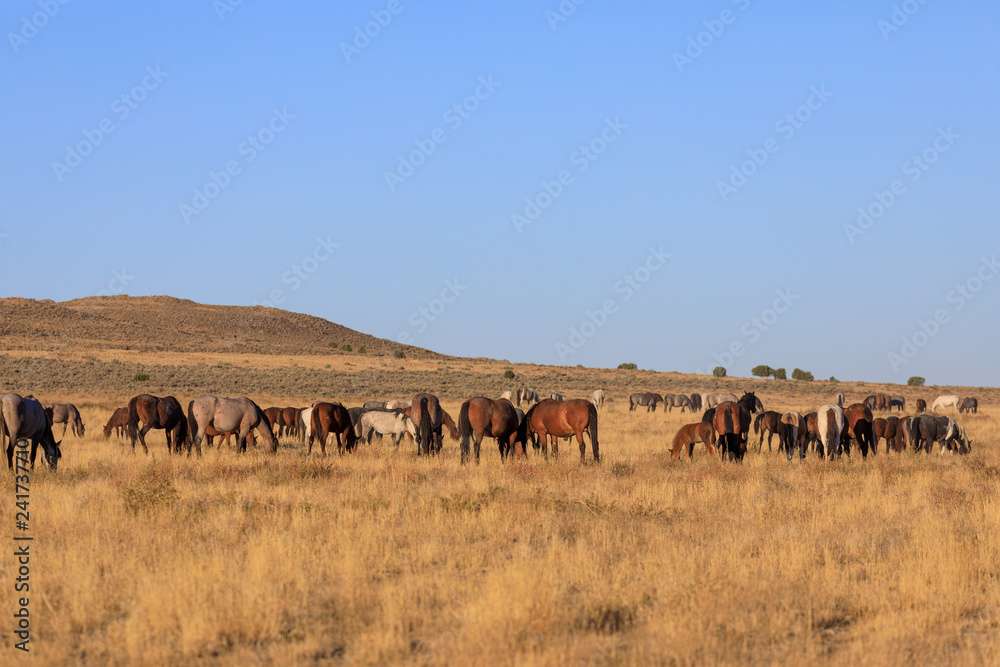 Herd of Wild Horses in the Utah Desert Herd of Wild Horses in the Utah Desert