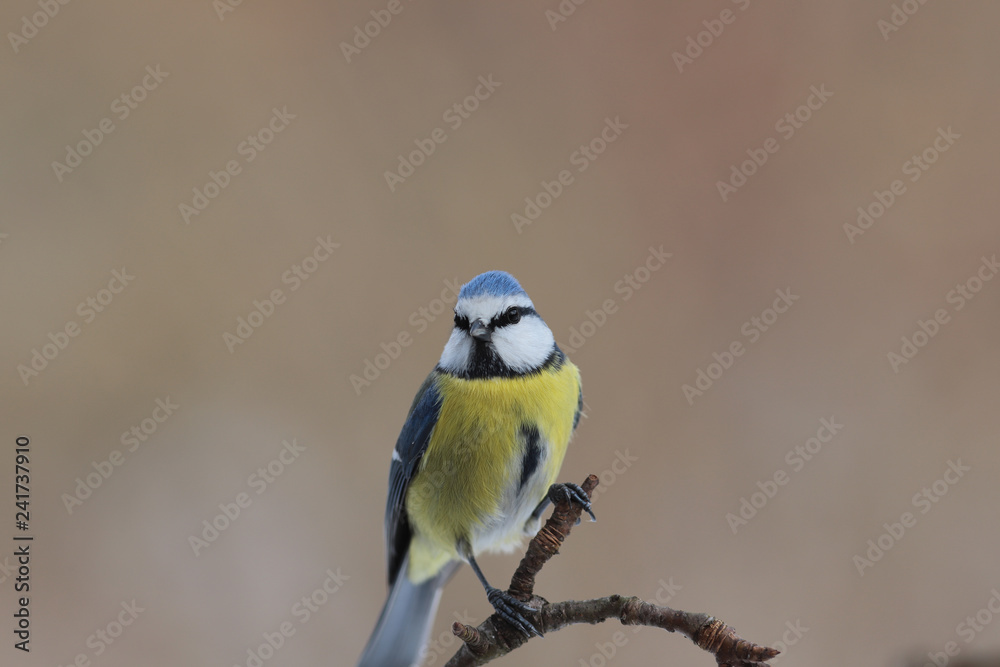 Obraz premium Portrait of a little blue titmouse on a blurred brown background...