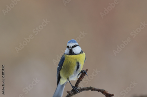 Portrait of a little blue titmouse on a blurred brown background...