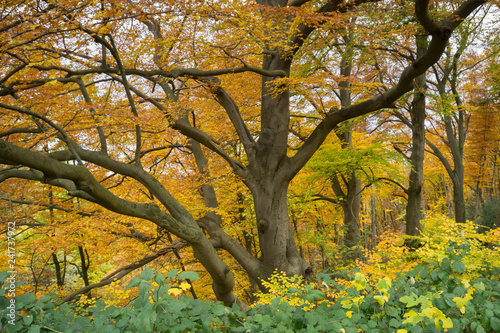 Mischwald im Herbst