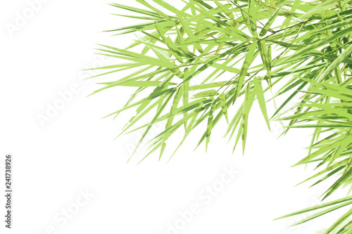 Bamboo leaves isolated on a white background for graphic design. © Nattawut