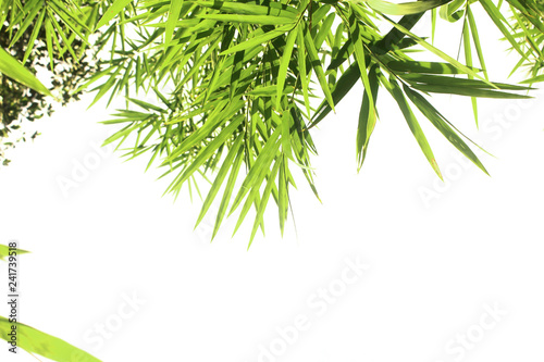 Bamboo leaves isolated on a white background for graphic design.