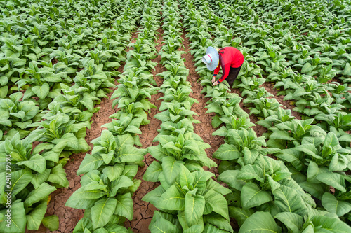 Photography Asian farmers were growing tobacco in a converted tobacco growing in the country