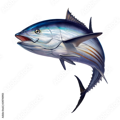 striped tuna, Skipjack Tuna, Katsuwonus pelamis.